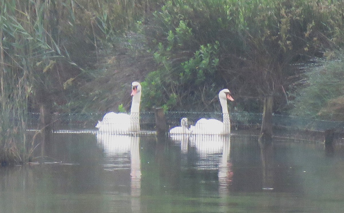 Mute Swan - ML621281240