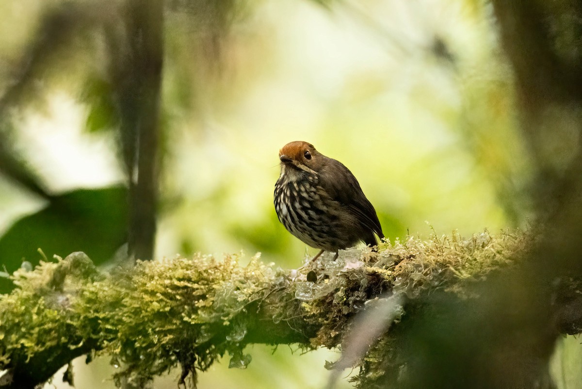 Понгіто бурий - ML621281459