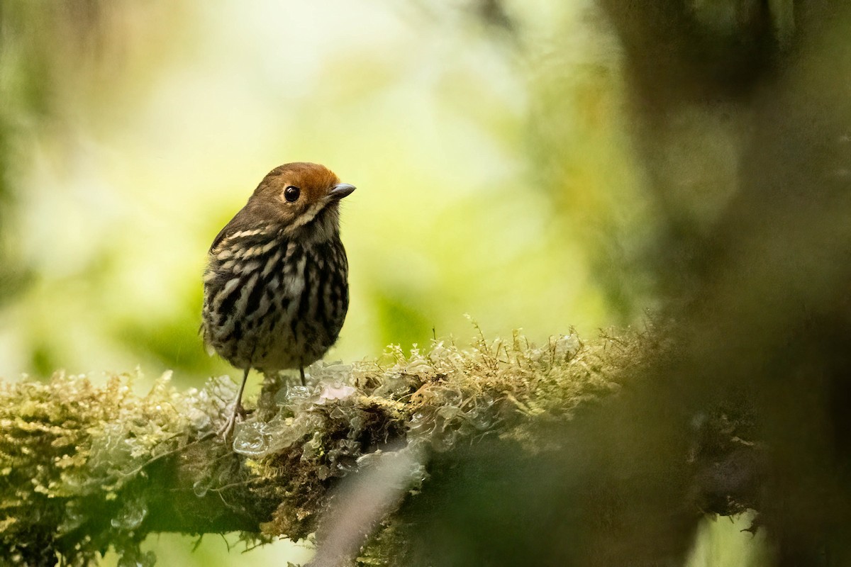 Понгіто бурий - ML621281460