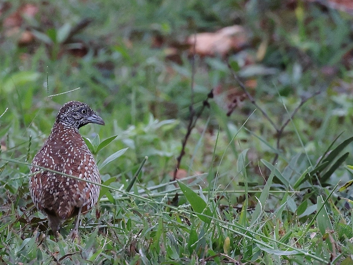 Barred Buttonquail - ML621281573