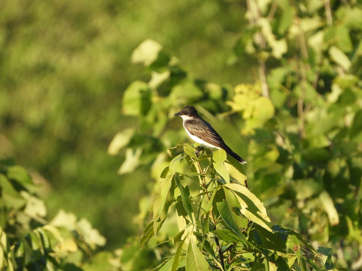Eastern Kingbird - ML621281658