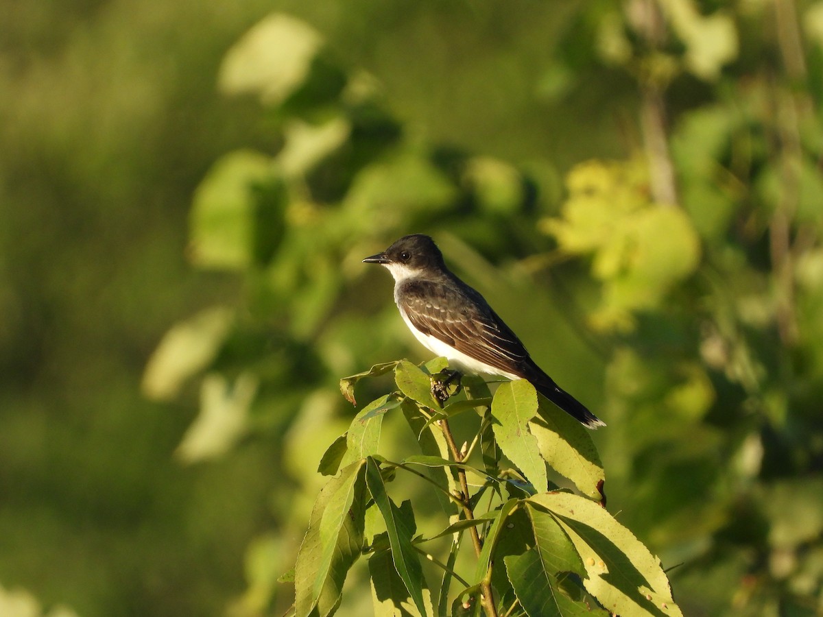 Eastern Kingbird - ML621281659