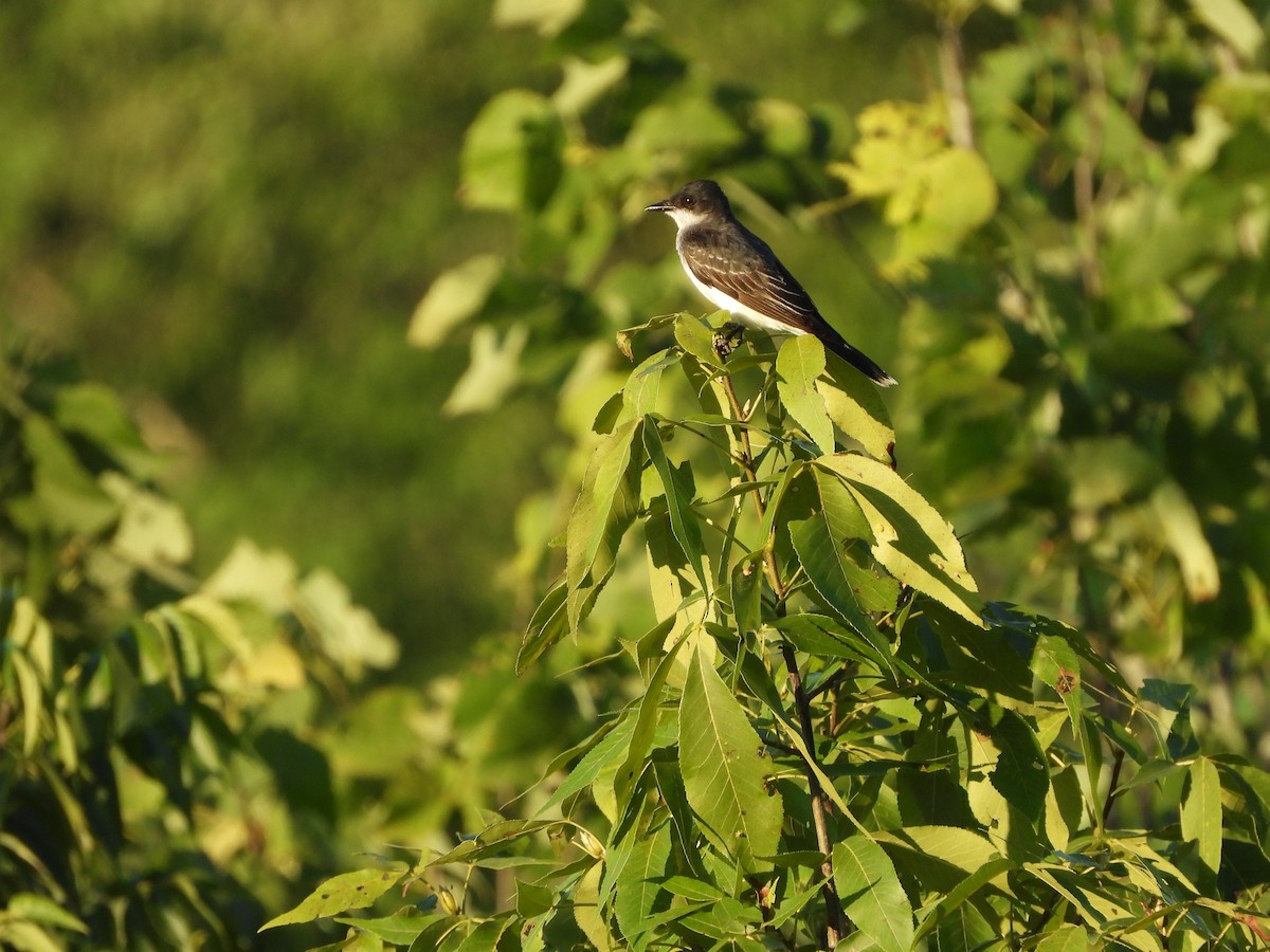 Eastern Kingbird - ML621281660
