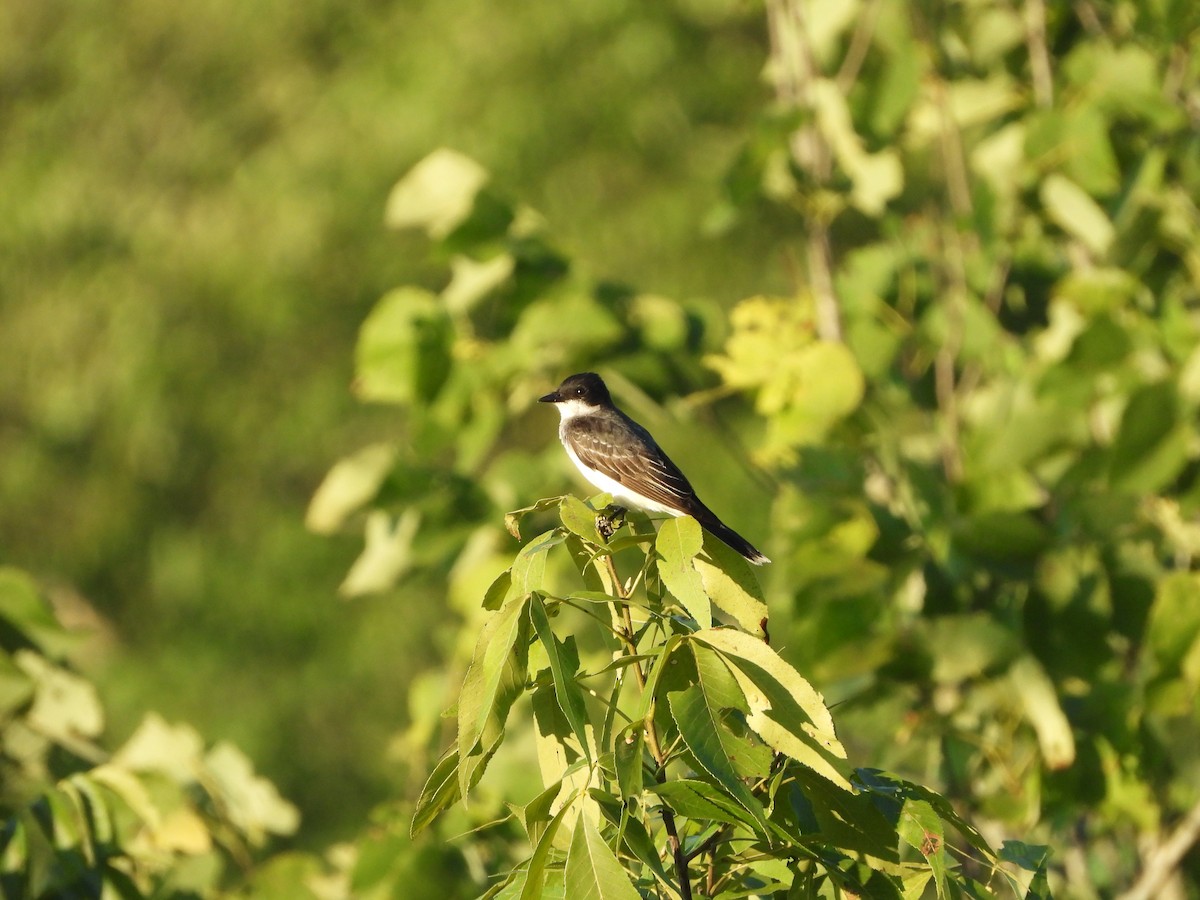 Eastern Kingbird - ML621281661