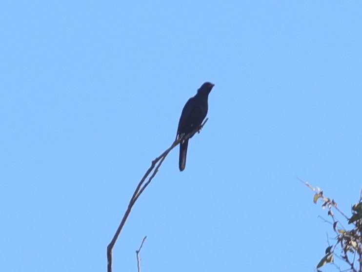 Rotschwingenstar - ML621281716