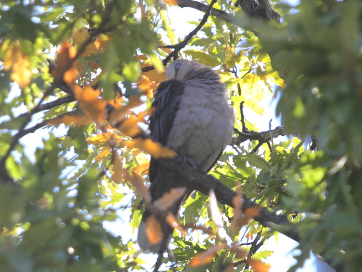 Halbmondtaube - ML621281738