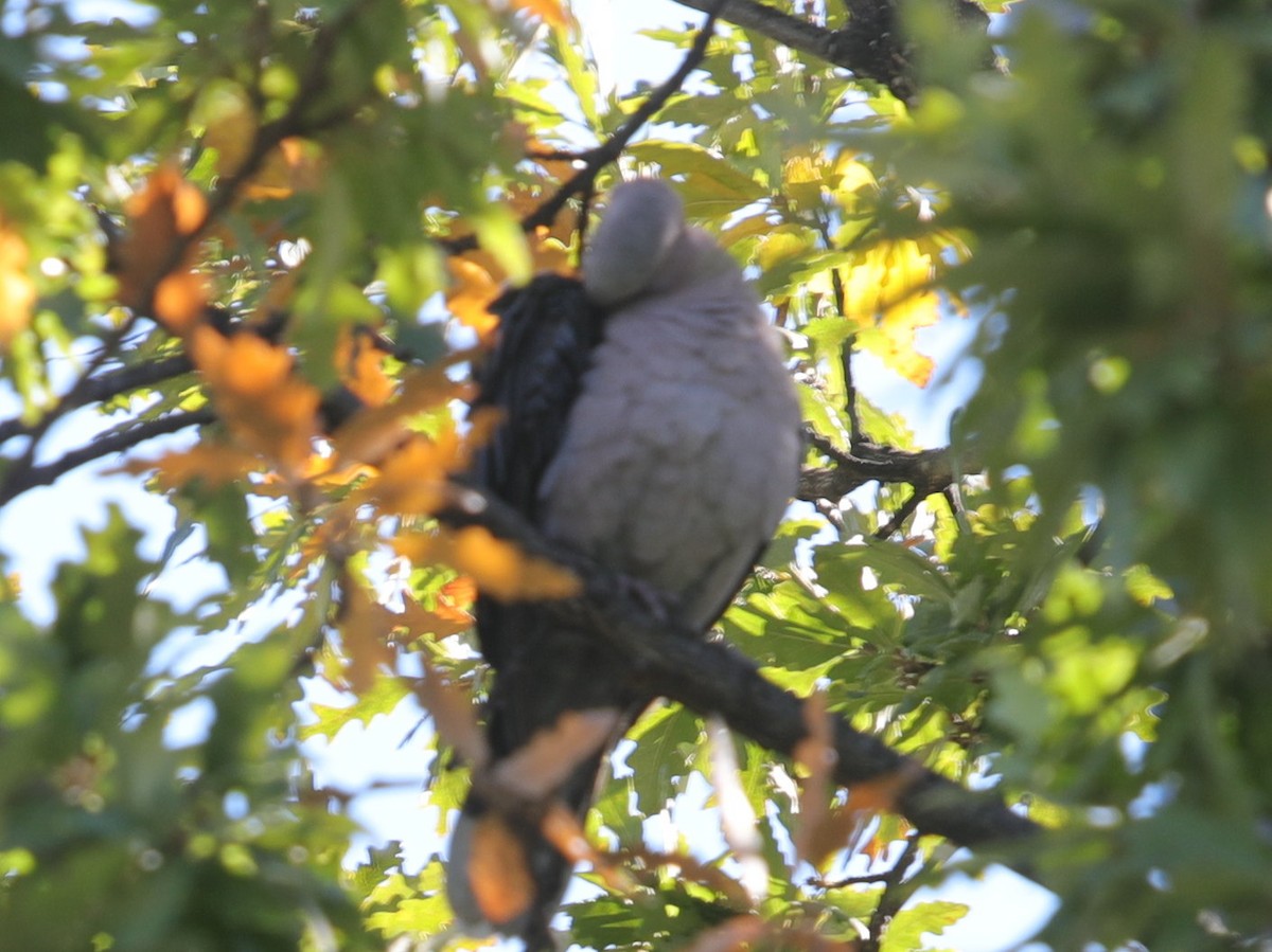 Halbmondtaube - ML621281739