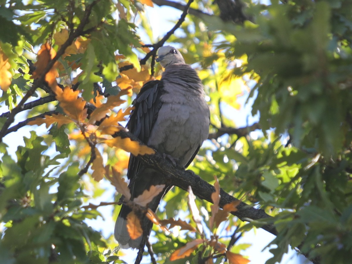 Halbmondtaube - ML621281740