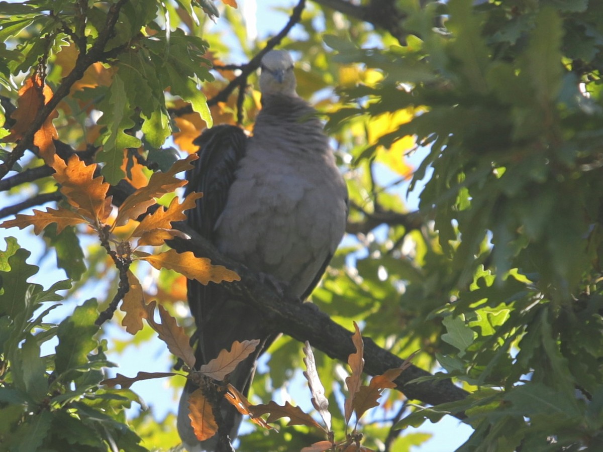 Halbmondtaube - ML621281741