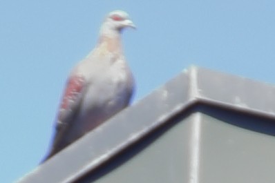 ウロコカワラバト - ML621281746