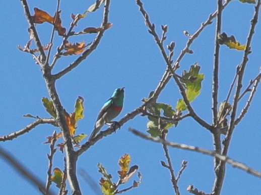 Kapnektarvogel - ML621281748