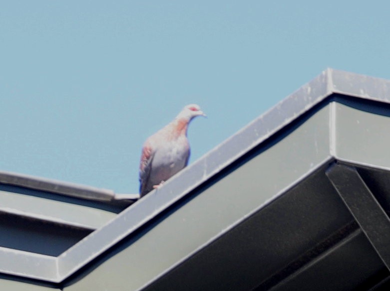 Guineataube - ML621281750