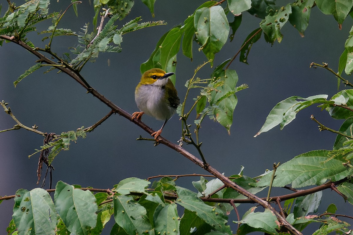 Yellow-browed Camaroptera - ML621281762