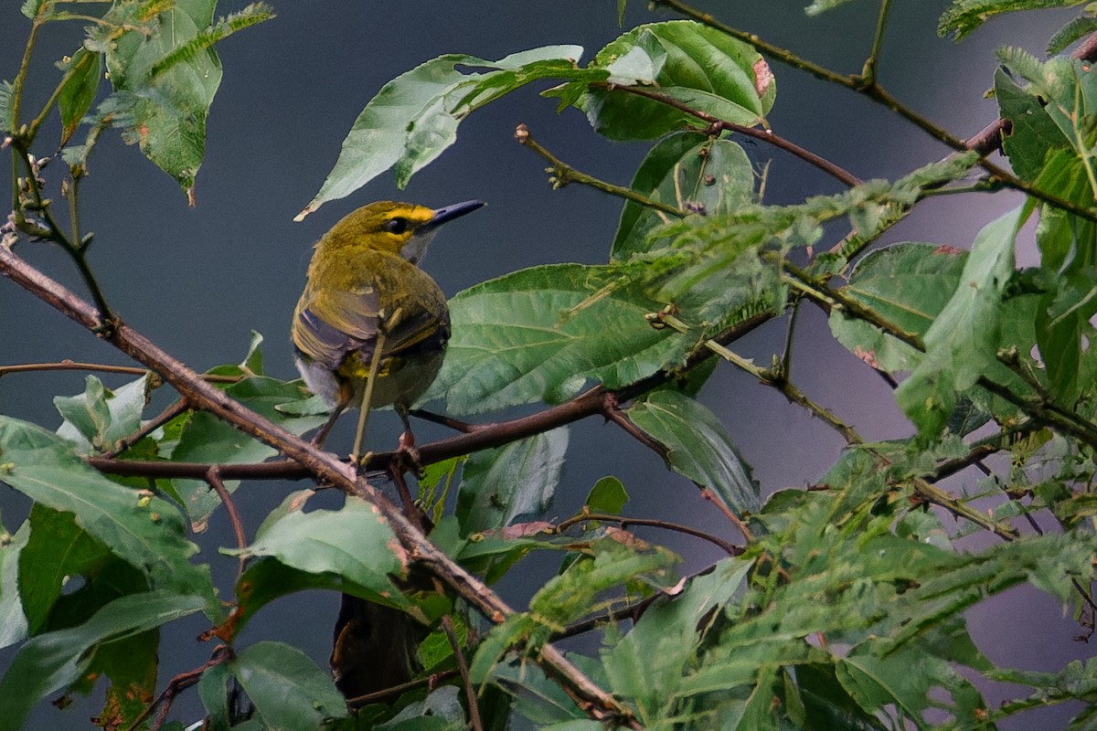 Yellow-browed Camaroptera - ML621281763