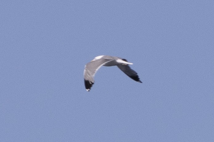 California Gull - ML621281851