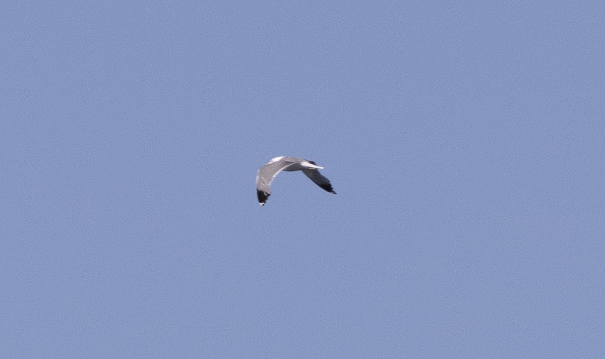 California Gull - ML621281852