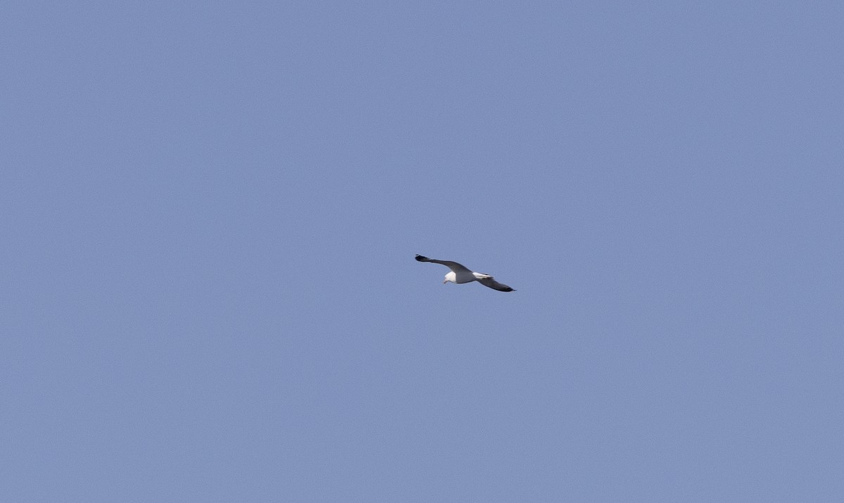 California Gull - ML621281853