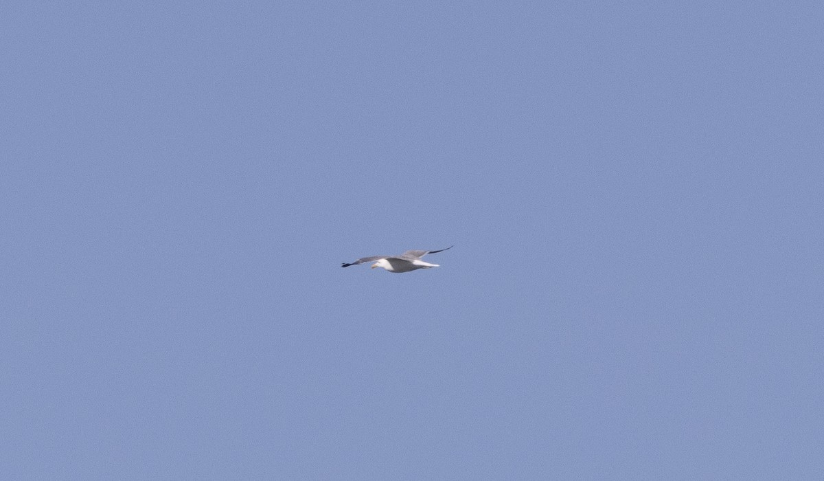 California Gull - ML621281854