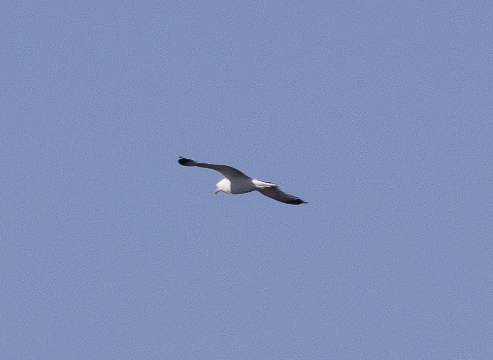 California Gull - ML621281855