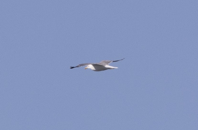 California Gull - ML621281856