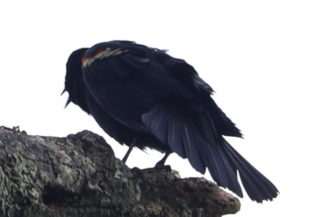 Red-winged Blackbird - ML621281985