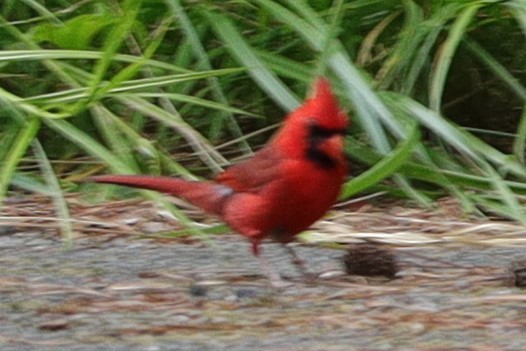 Northern Cardinal - ML621281990