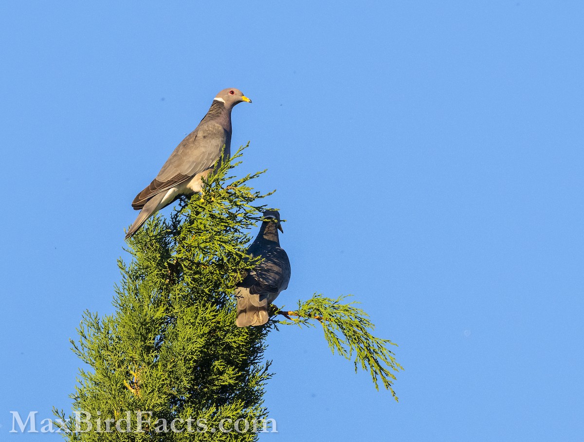 Band-tailed Pigeon - ML621282019