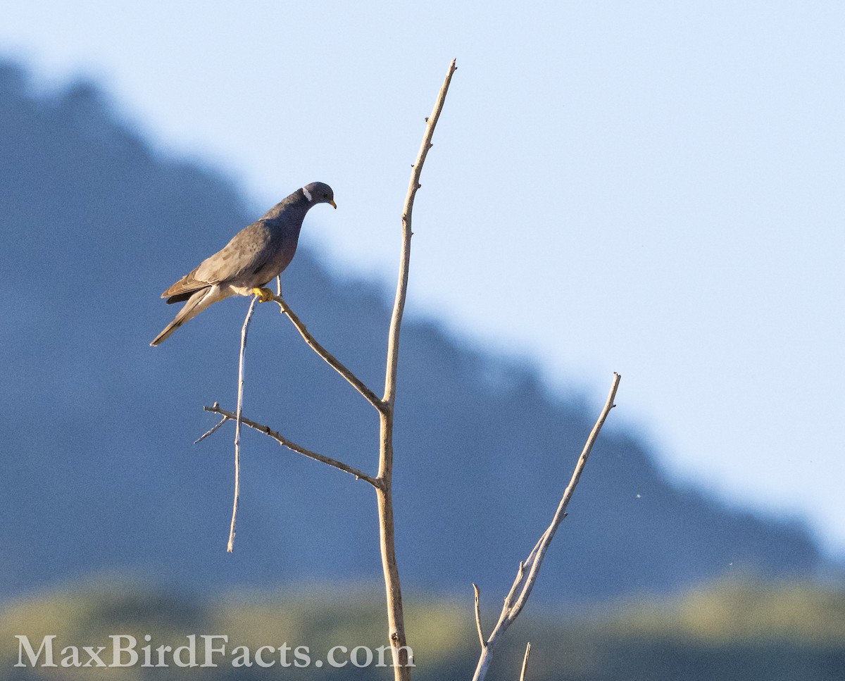 Band-tailed Pigeon - ML621282022