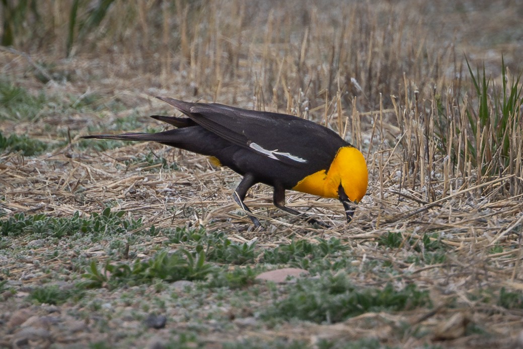 Yellow-headed Blackbird - ML621282036