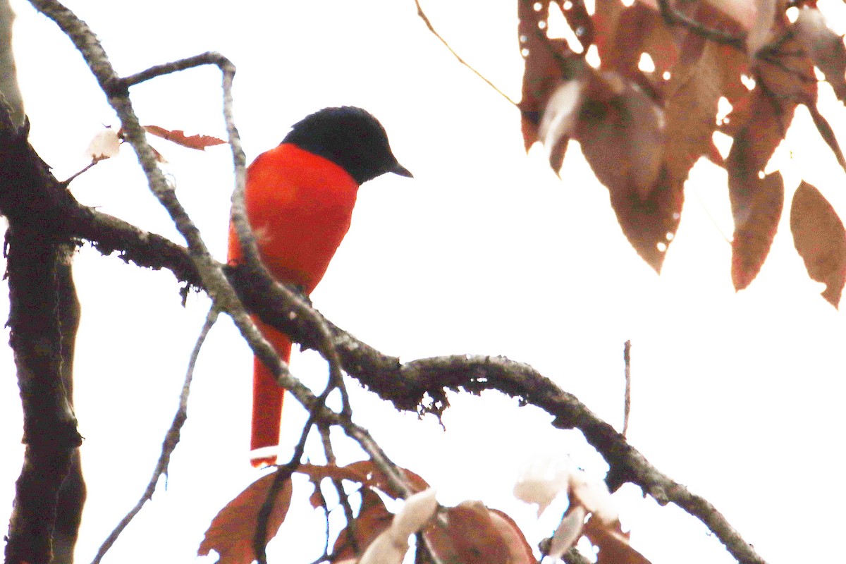Scarlet Minivet - ML621282086