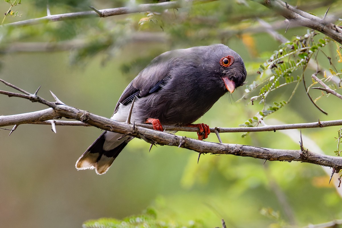 Angola Helmetshrike - ML621282140