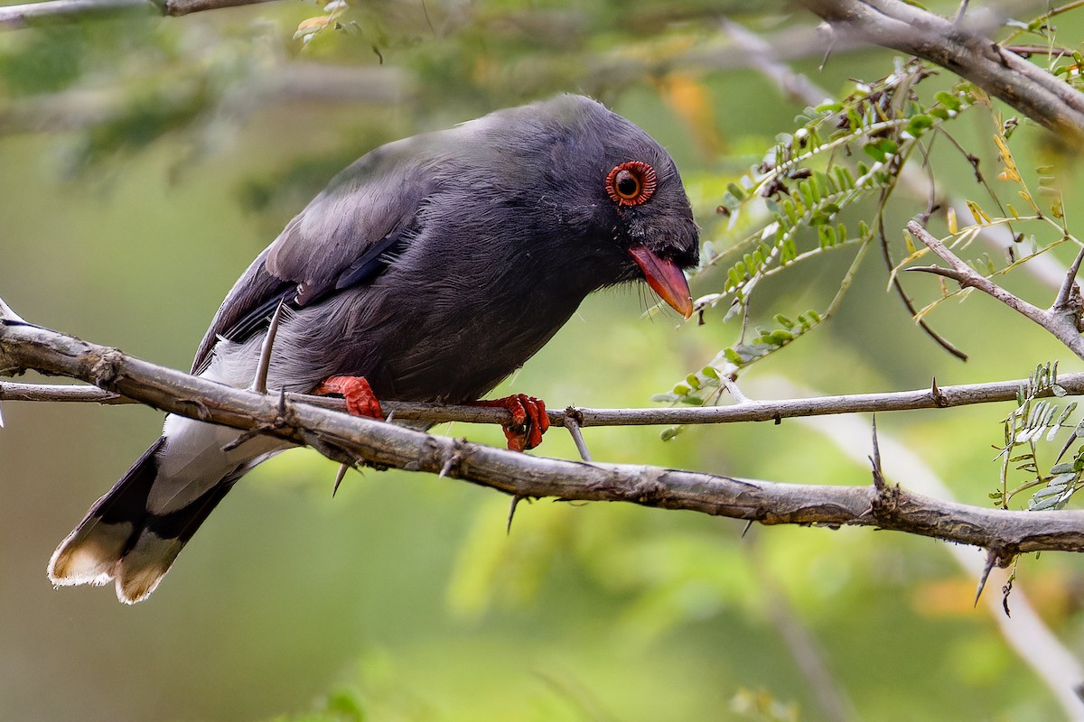 Angola Helmetshrike - ML621282141