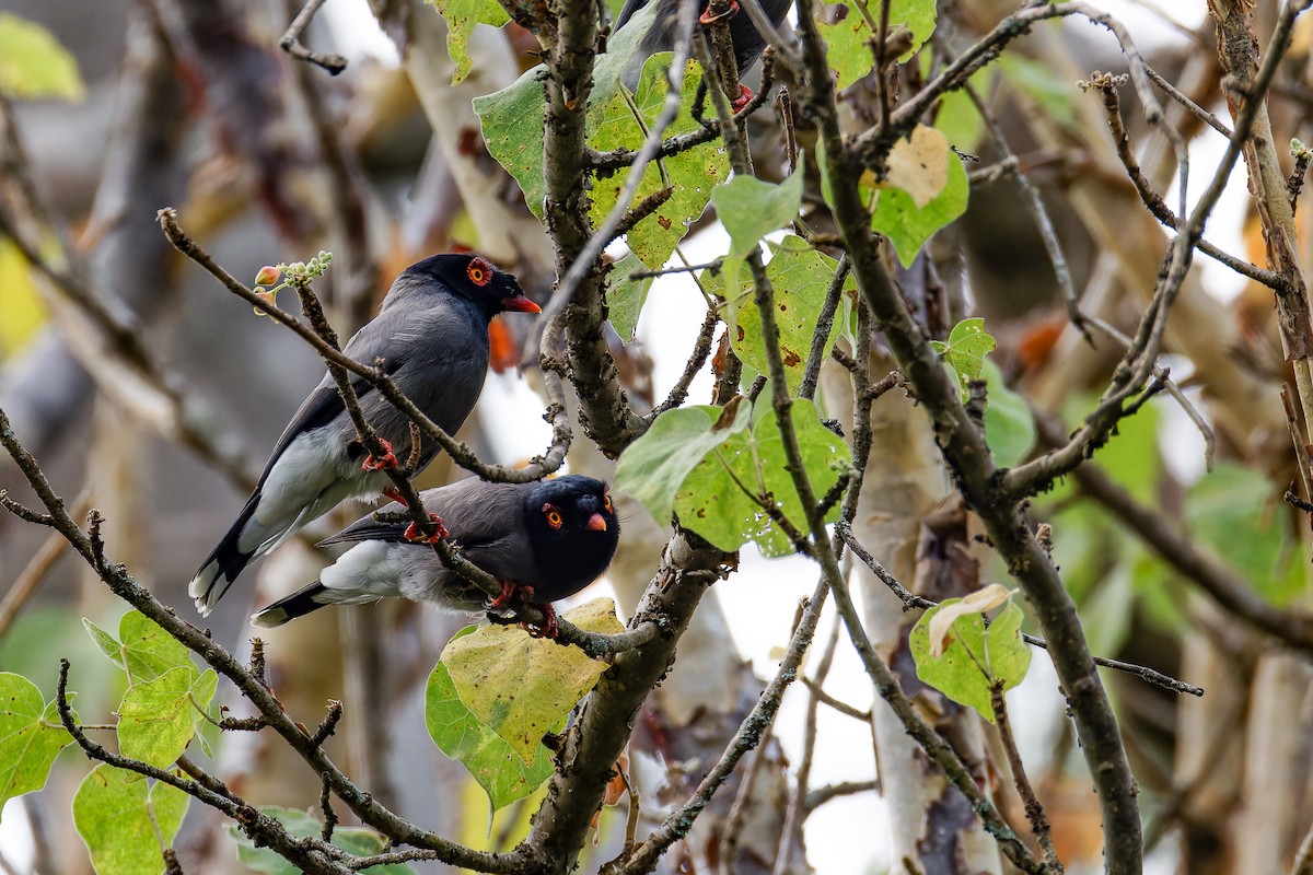 Angola Helmetshrike - ML621282142