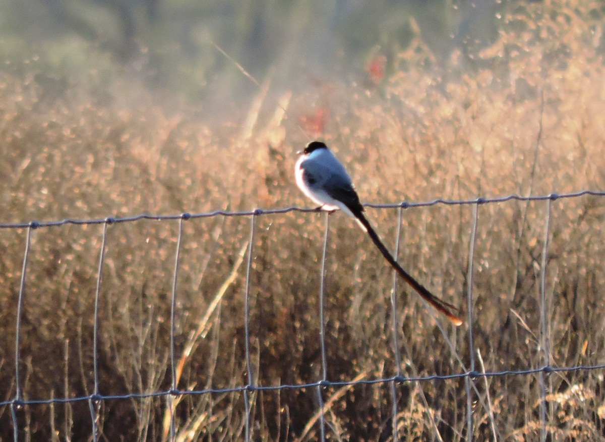 Fork-tailed Flycatcher - Kathy Rhodes