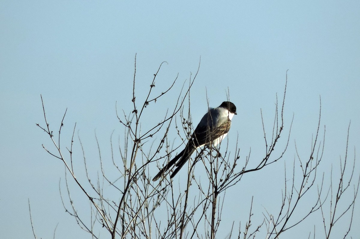 Fork-tailed Flycatcher - ML621282273