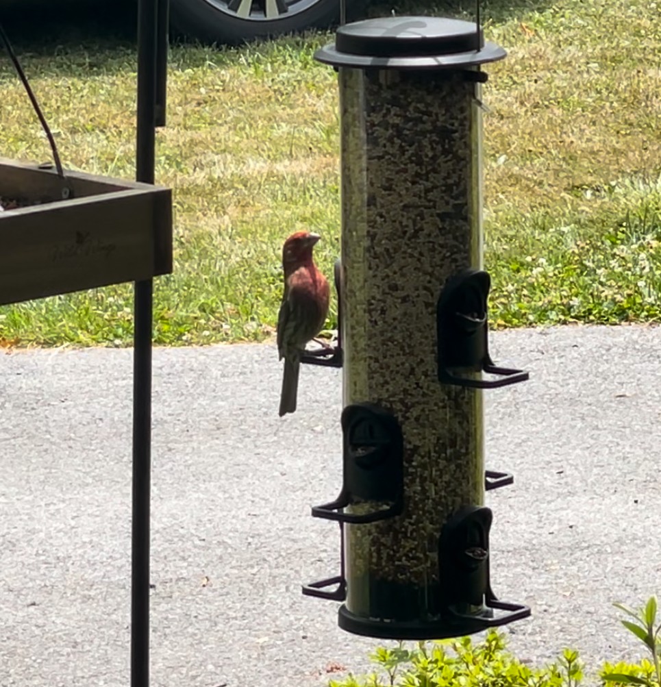 House Finch - ML621282463