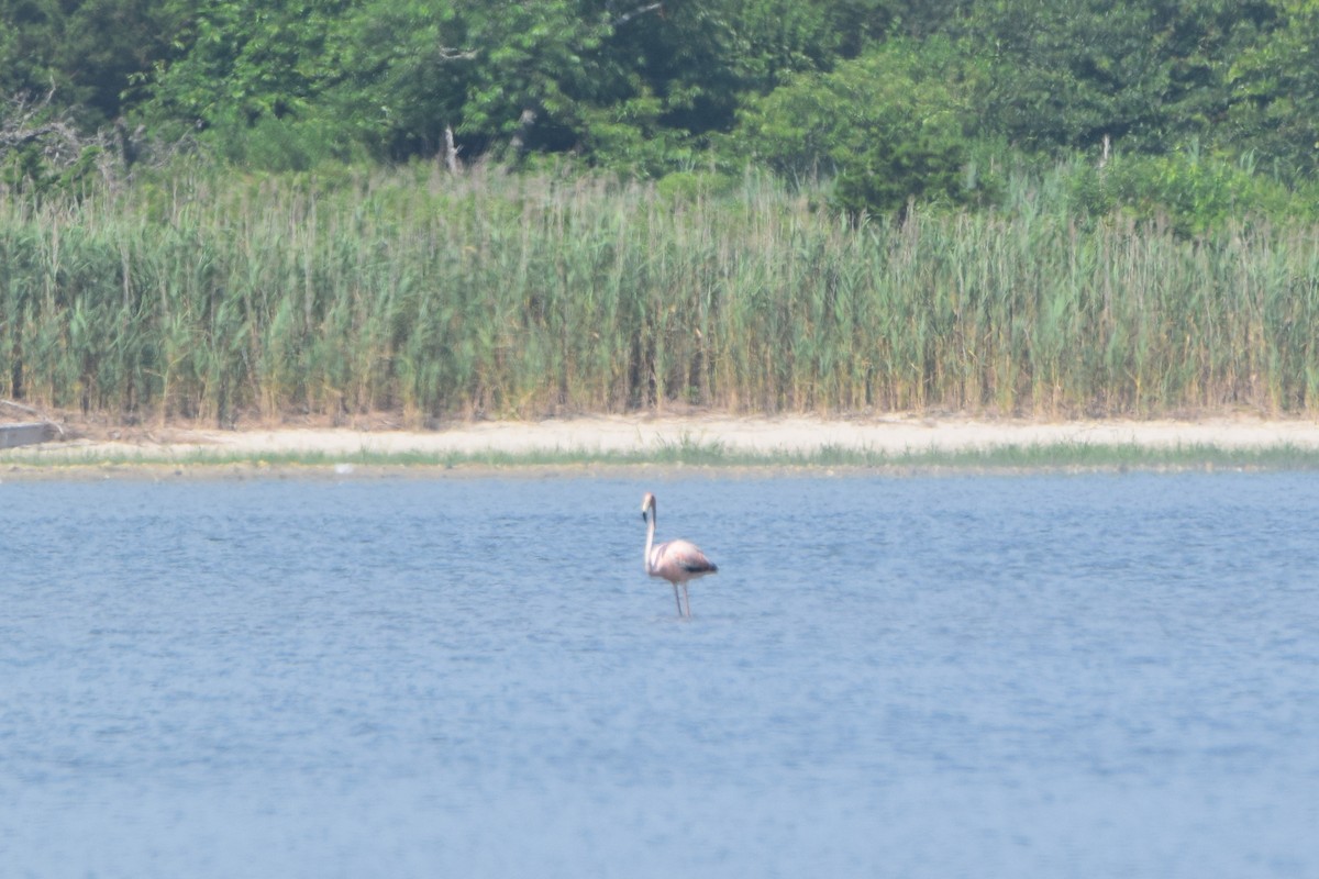 American Flamingo - ML621282712