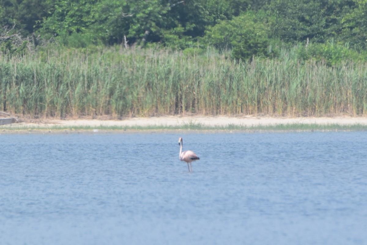 American Flamingo - J P