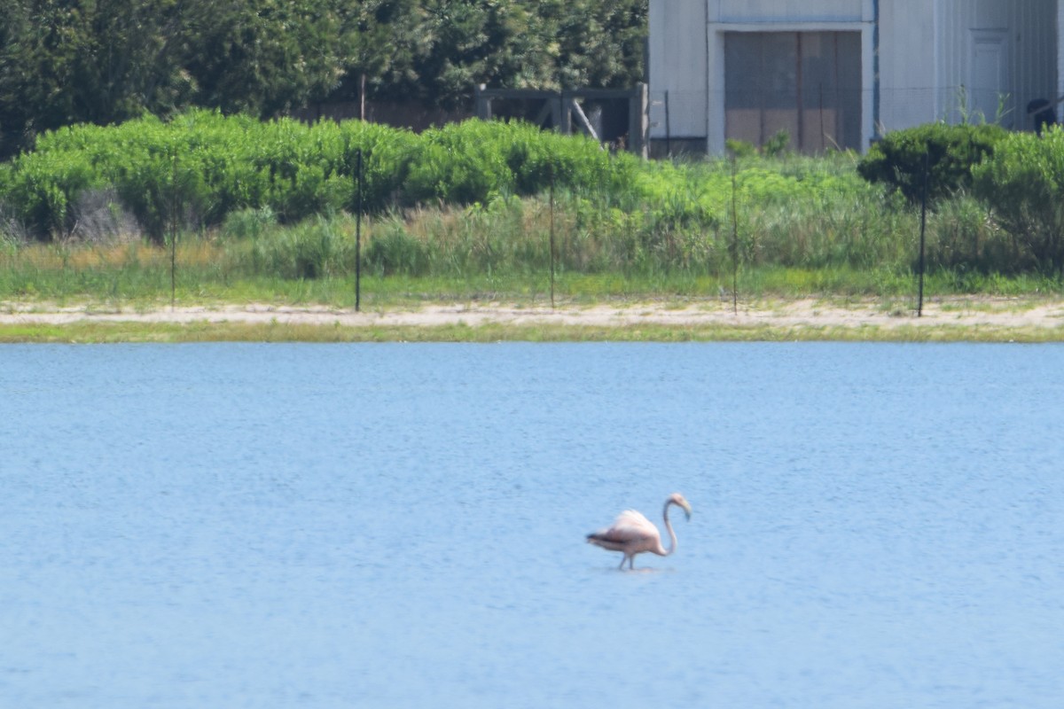 American Flamingo - ML621282713