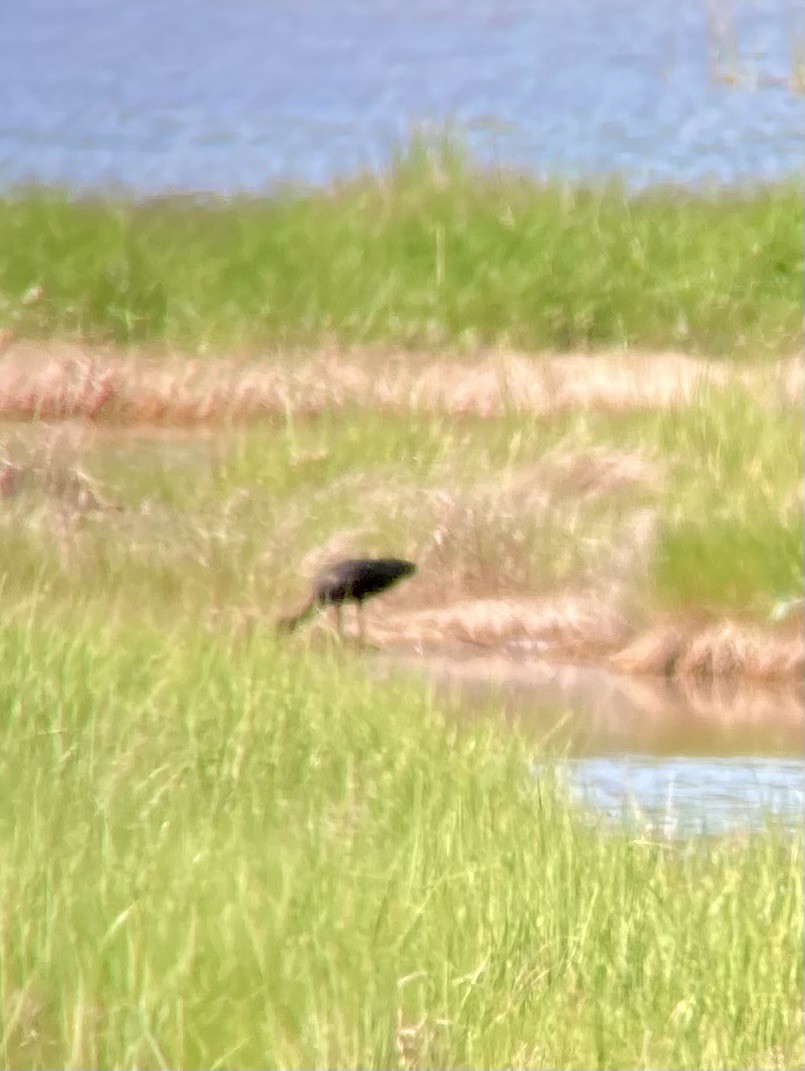 Glossy Ibis - ML621282784