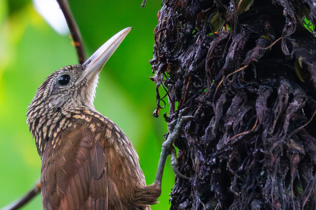 Elegant Woodcreeper - Max Breshears