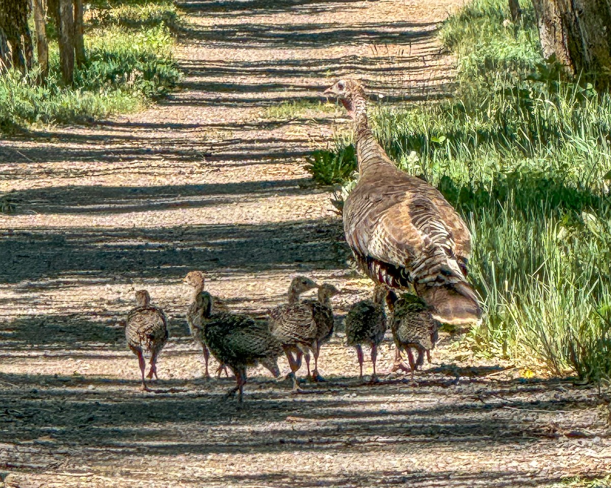 Wild Turkey - David Sinton