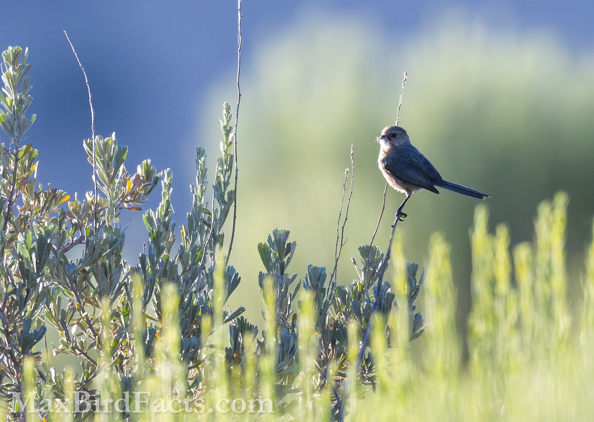 Bushtit - ML621282976
