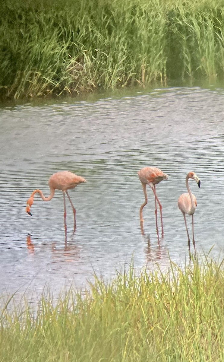 Flamant des Caraïbes - ML621282977