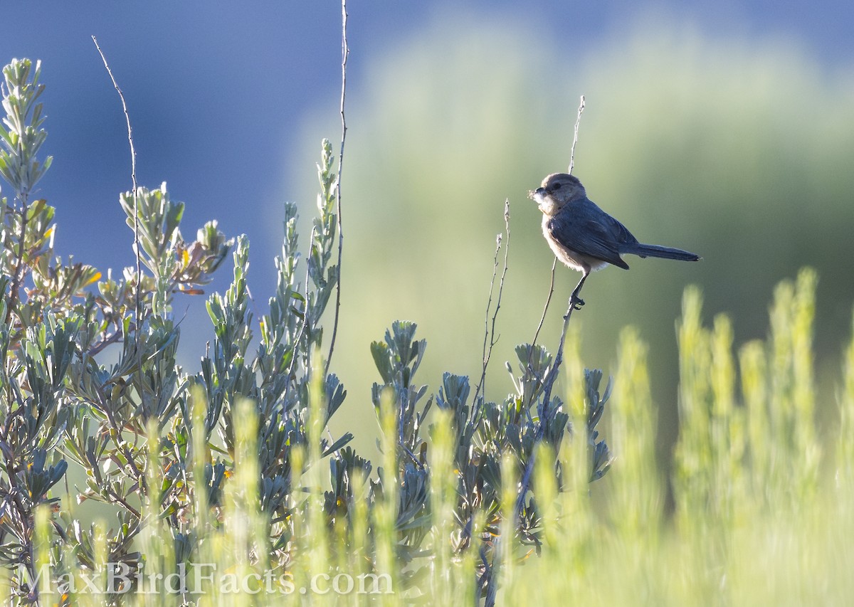 Bushtit - ML621282981