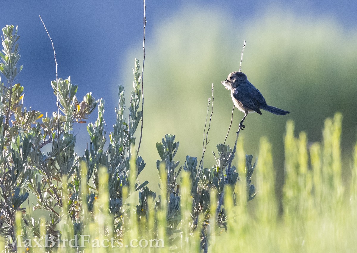 Bushtit - ML621282983