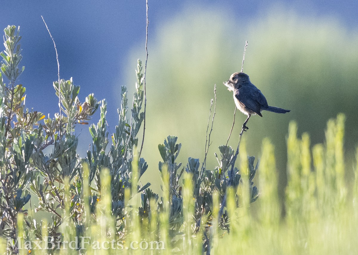 Bushtit - ML621282985