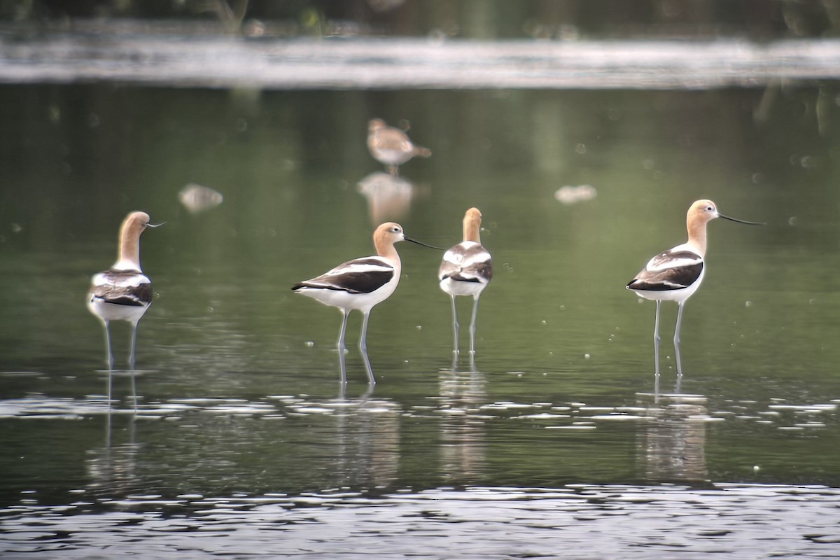 American Avocet - ML621283032