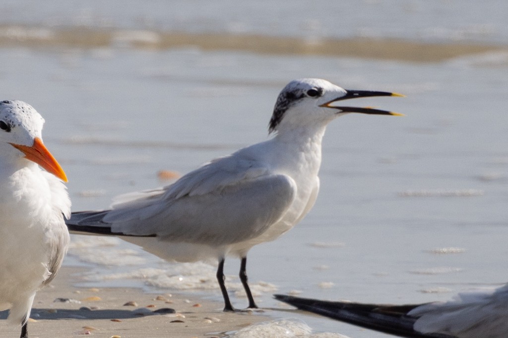 Sandwich Tern - ML621283086