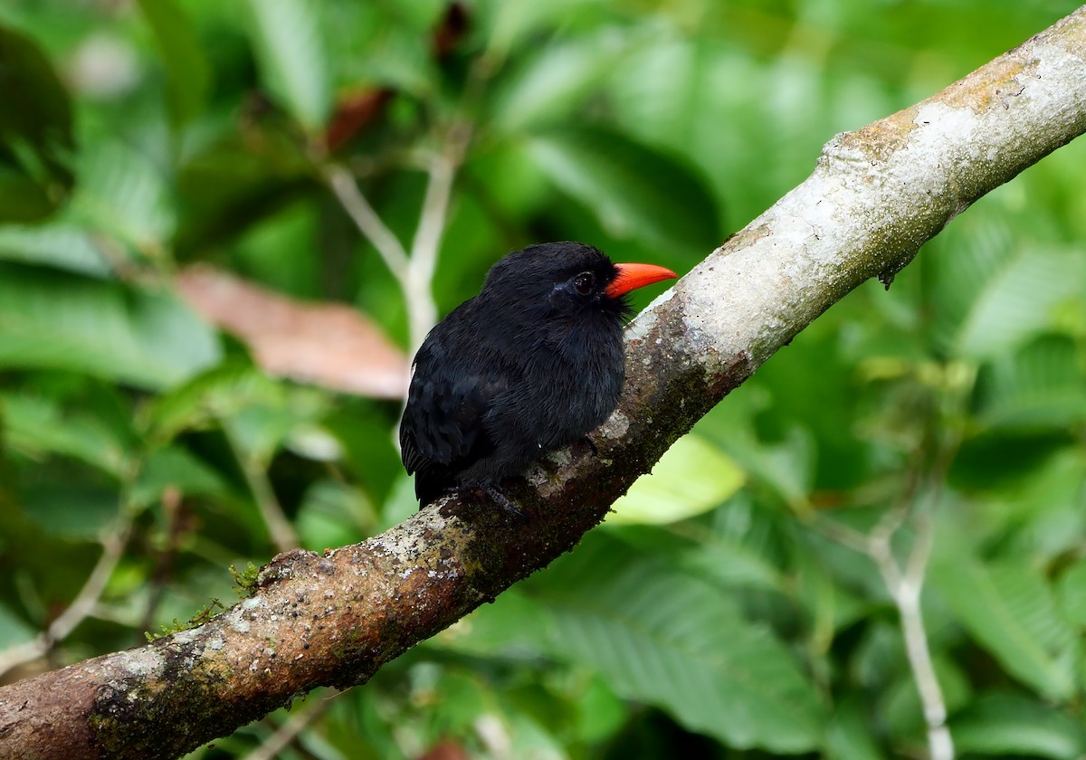 Black-fronted Nunbird - ML621283089